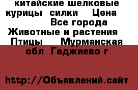 китайские шелковые курицы (силки) › Цена ­ 2 500 - Все города Животные и растения » Птицы   . Мурманская обл.,Гаджиево г.